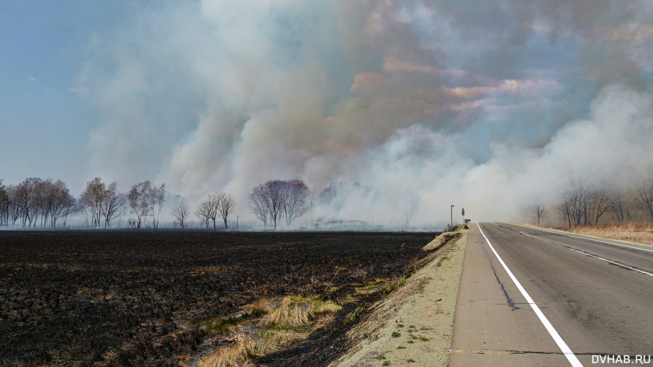 Площадь лесных пожаров увеличилась в пять раз в Хабаровском крае