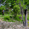 Весной сюда прилетают гнездиться утки-мандаринки. На фото самец утки сидит на дереве — newsvl.ru