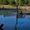 Если озеро не чистить, его затянет – превратится в болото — newsvl.ru