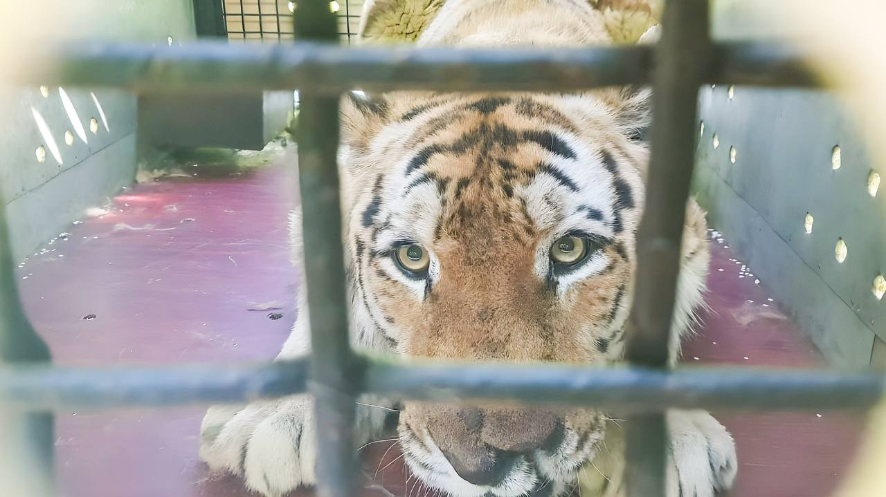 Отловленного в Хабаровском крае тигра доставили в Москву (ФОТО; ВИДЕО)