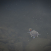 Черепахи давно обитают в озере на Сафонова — newsvl.ru
