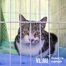 32 кота и один щенок обрели своих хозяев на первой уличной выставке-раздаче животных во Владивостоке 