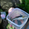Пойманную для исследований рыбу помещают в маленькие контейнеры с водой — newsvl.ru