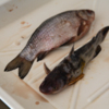 Если рыба мелкая, её препарируют в лотке, а не на столе с металлической поверхностью — newsvl.ru