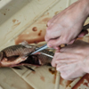 У рыб озера Чан нашли два достаточно опасных заболевания – бранхиомикоз и триходиноз — newsvl.ru