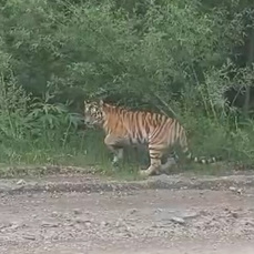 Тигрицу с тигрятами встретили автолюбители в Красноармейском районе Приморья 