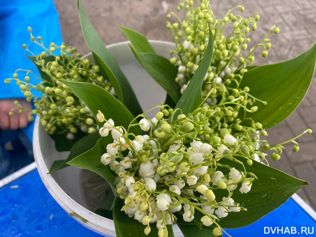 Цветы похожие на ландыши