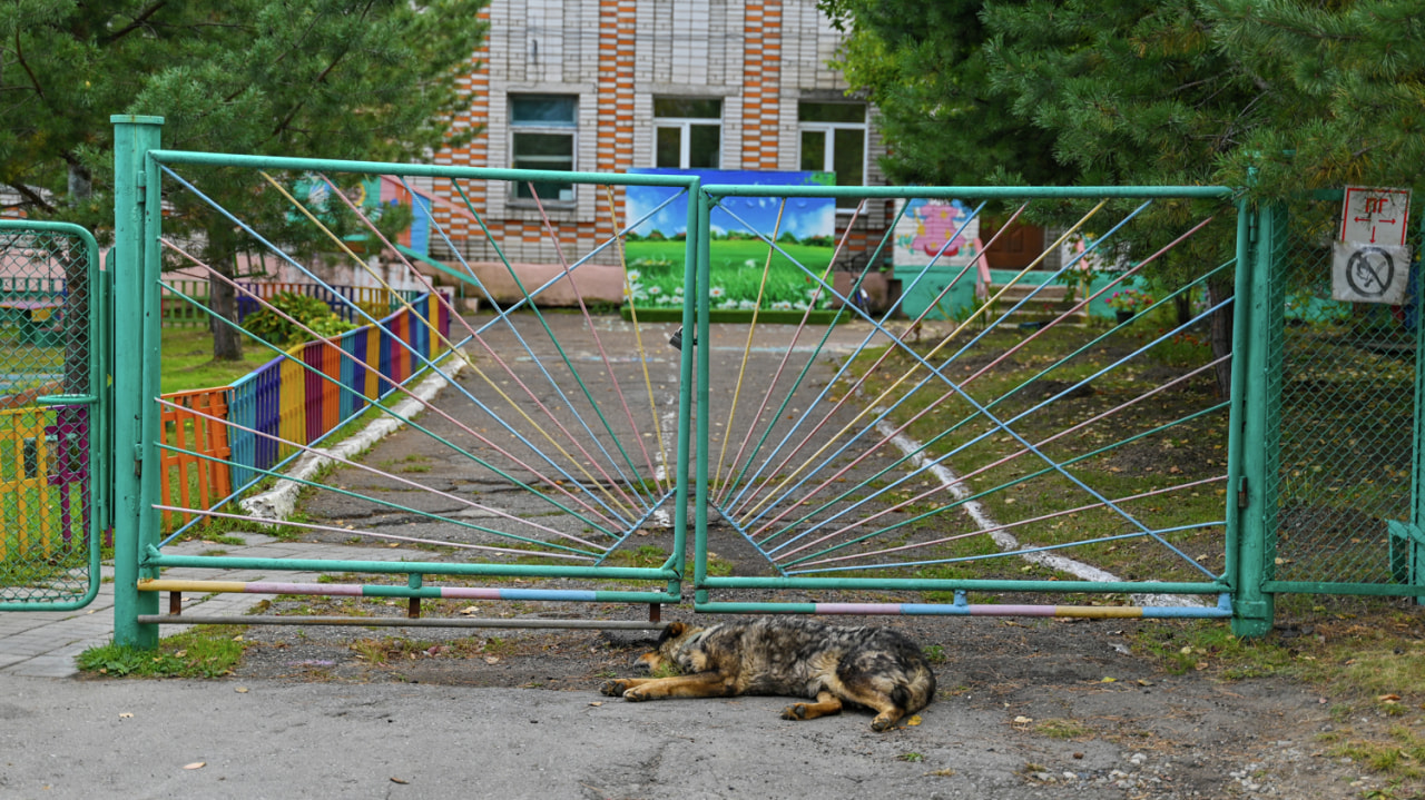 Непонятно зачем: «горячую линию» по бездомным собакам запустили в Хабаровске