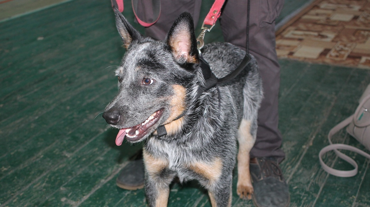 Одну из самых умных собак представили на выставке в Комсомольске (ФОТО; ВИДЕО)