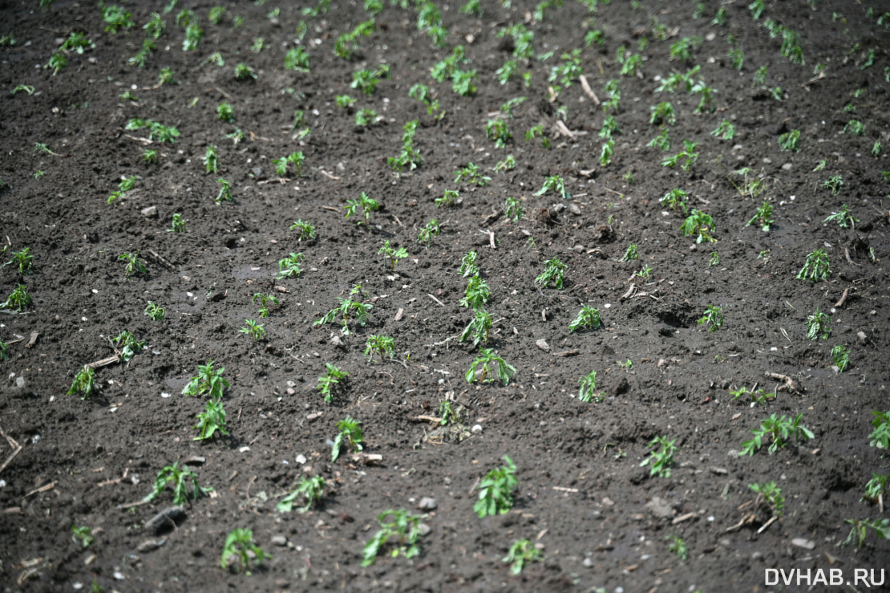 «Заплатки» и цветы: ремонтные работы стартовали на Амурском бульваре ...