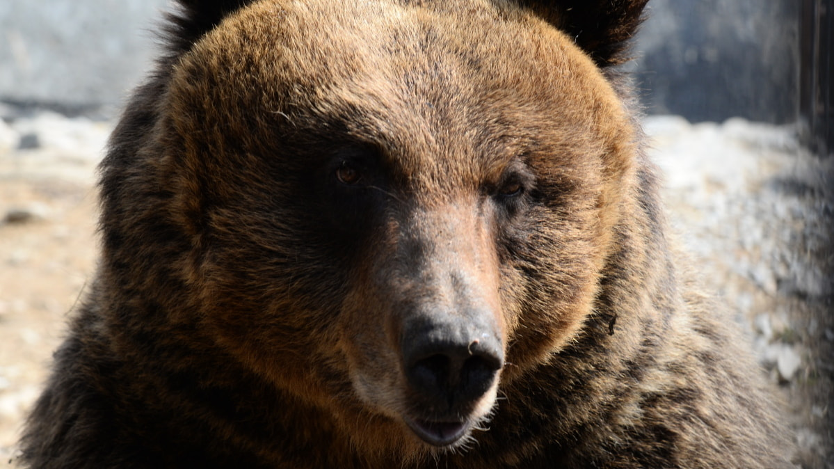 Медведи несколько дней разгуливают по частному сектору в Николаевске