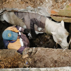 В погреб заброшенного дома в Дальнегорске провалилась лошадь