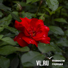 В выходной день среди недели во Владивостоке будет пасмурно и дождливо