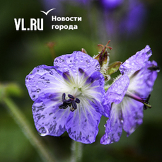Сегодня во Владивостоке возможен небольшой дождь
