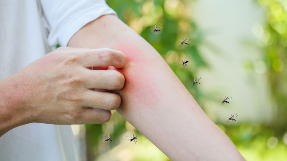 Не пейте в лесу: врачи развеяли мифы о предпочтениях комаров