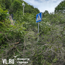 У подножья лестницы на Тунгусской упало большое дерево и перегородило единственный проход (ФОТО)