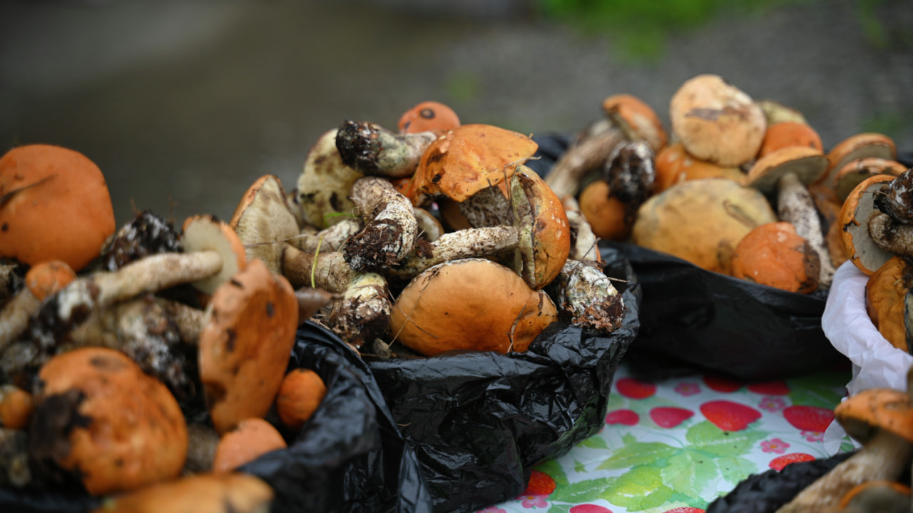 Продажа грибов началась на трассах под Хабаровском (ФОТО)