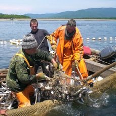 На севере Приморья выловили более 15 тонн красной рыбы для внутреннего рынка