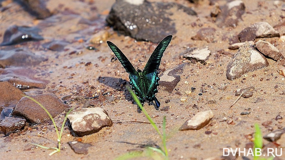 Какие редкие бабочки обитают в Хабаровском крае - рассказали в «Заповедном Приамурье»