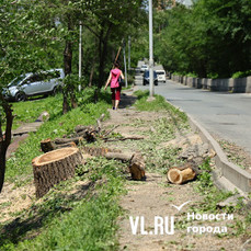 На Кирова вырубают сотни деревьев, в том числе ясени, повреждённые насекомыми-вредителями