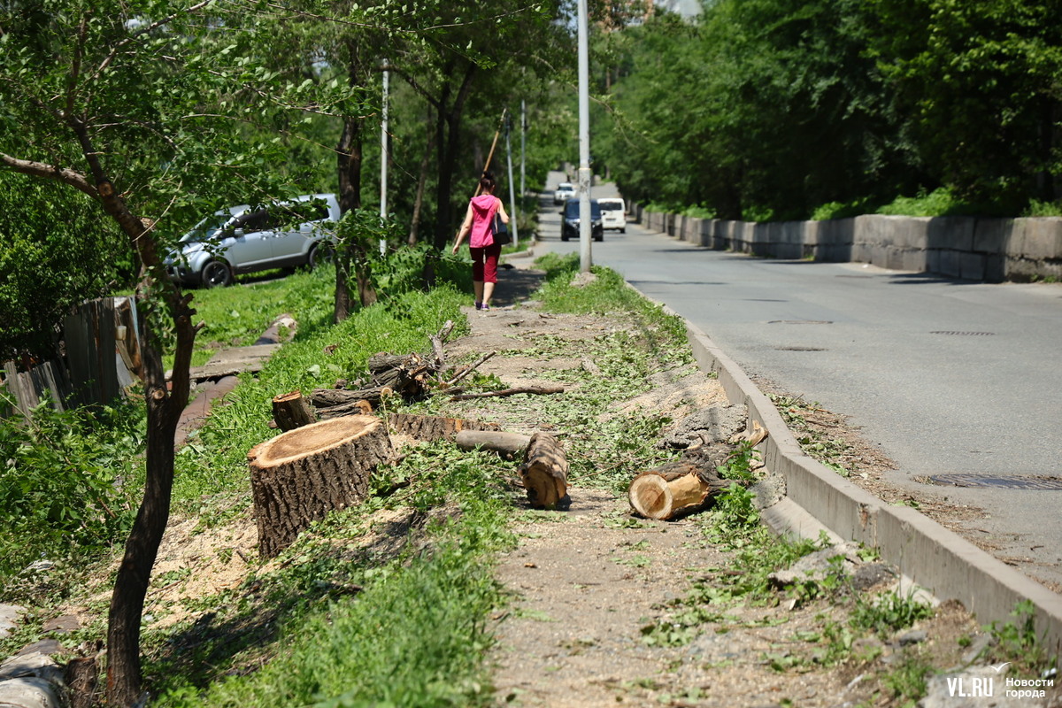 На Кирова вырубают сотни деревьев, в том числе ясени, повреждённые  насекомыми-вредителями – Новости Владивостока на VL.ru