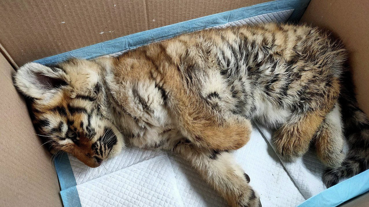 Спасенного на трассе в Хабаровском крае тигренка отправили в Минск