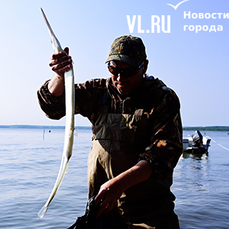 Опасный, красивый, вкусный: во Владивостоке рыбаки по пояс в воде ловят саргана 