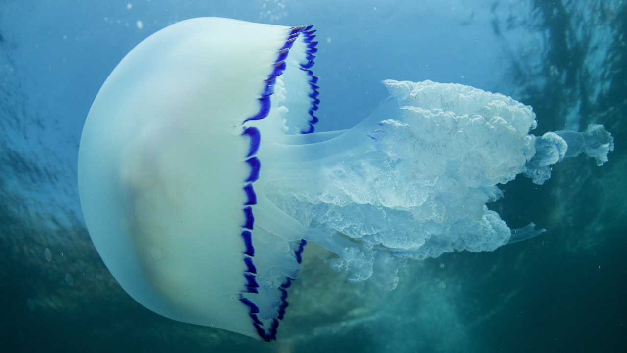 Раннюю атаку медуз зафиксировали во Владивостоке
