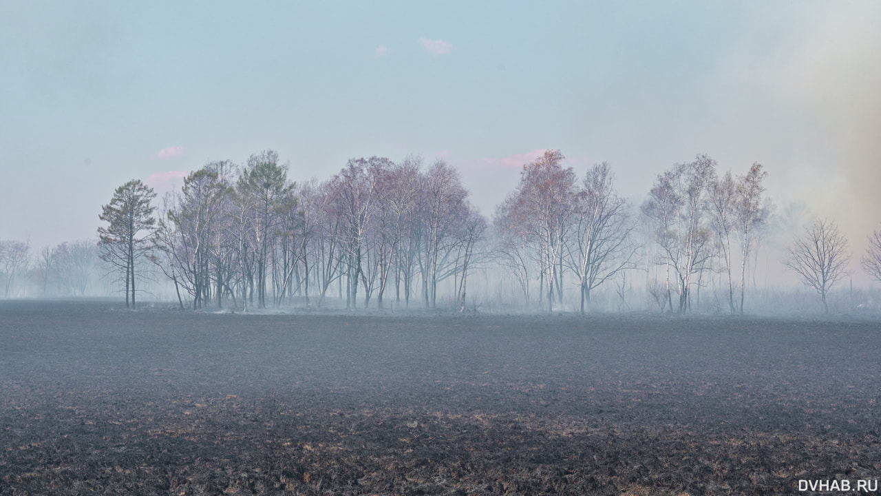 Площадь лесных пожаров в Хабаровском крае сократилась в пять раз