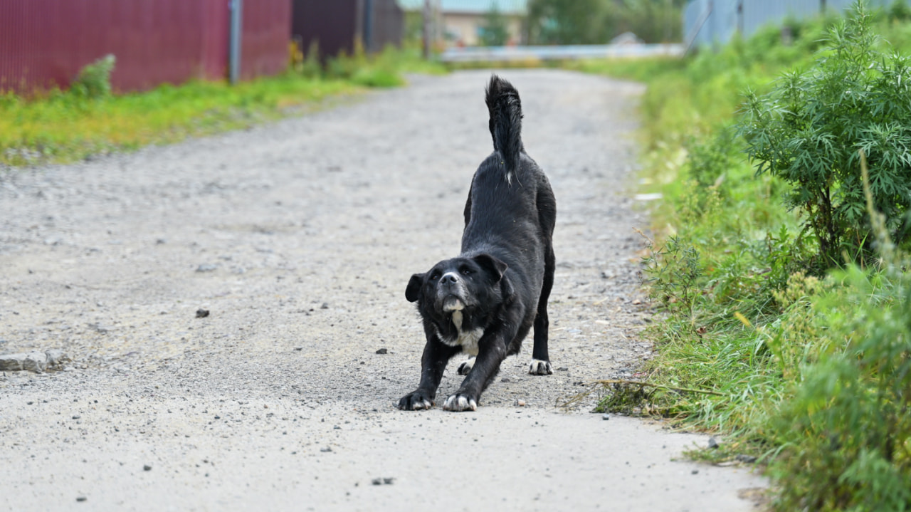 Почти эвтаназия: ПВС для собак предлагают возродить власти