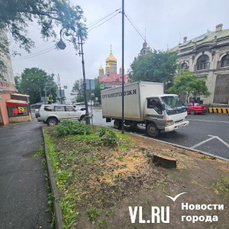 Во Владивостоке несколько деревьев на Уборевича пришлось спилить во время сезонной обрезки