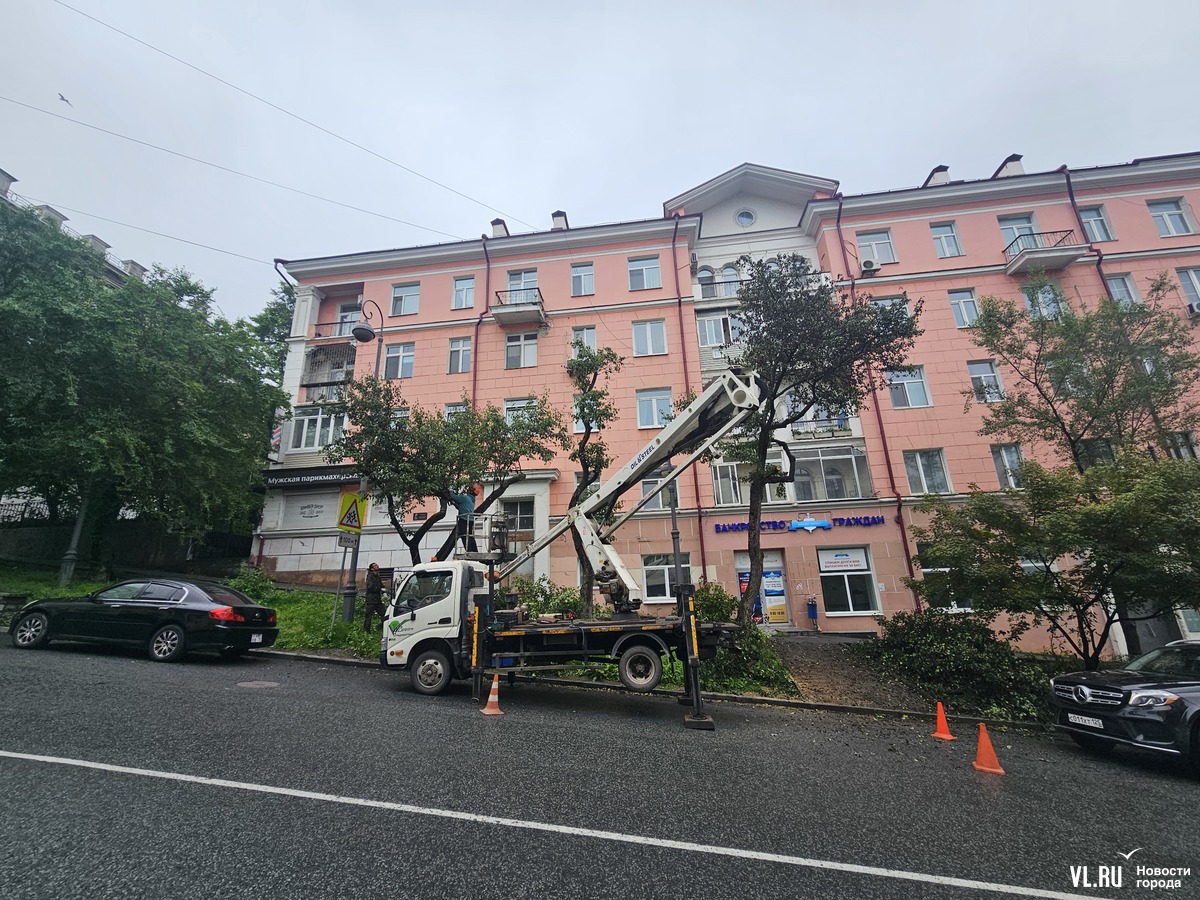 Во Владивостоке несколько деревьев на Уборевича пришлось спилить во время  сезонной обрезки – Новости Владивостока на VL.ru