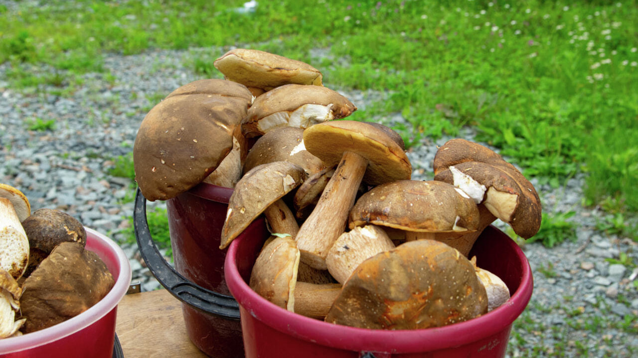 Первые «разведчики»: белые грибы пошли под Хабаровском (ФОТО)
