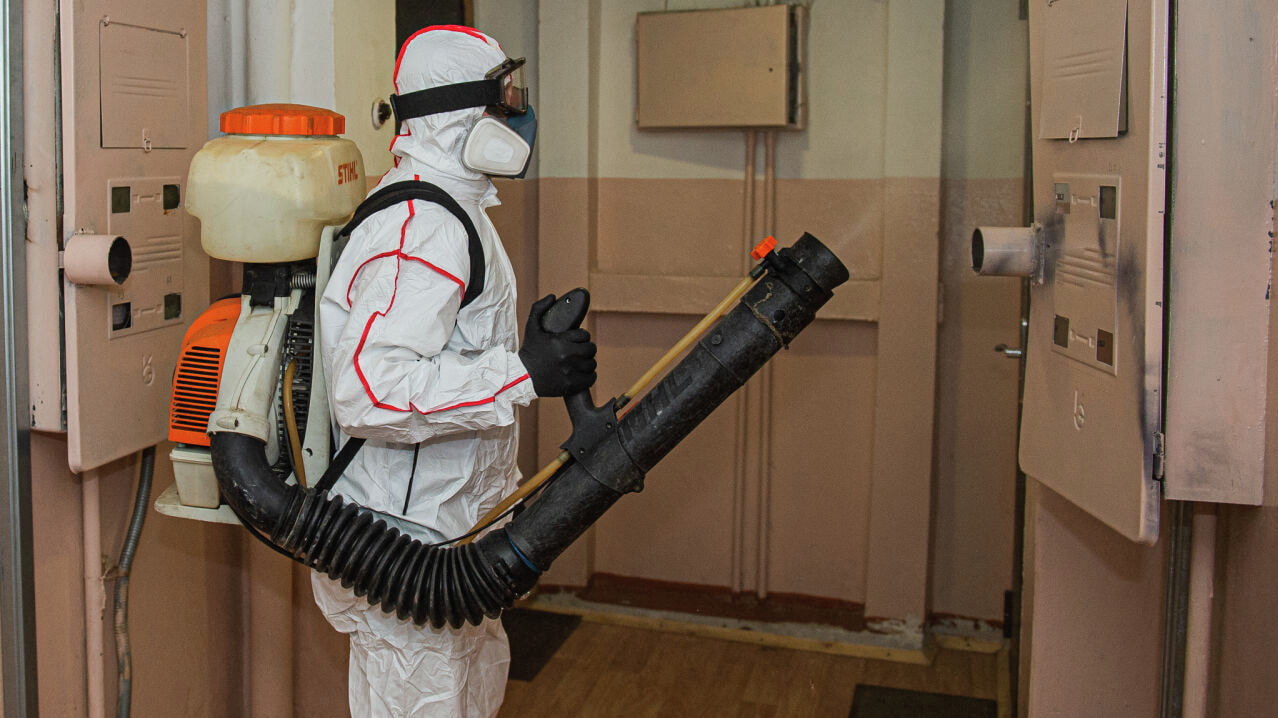 От нашествия блох в квартиры страдают жители поселка имени Горького ...