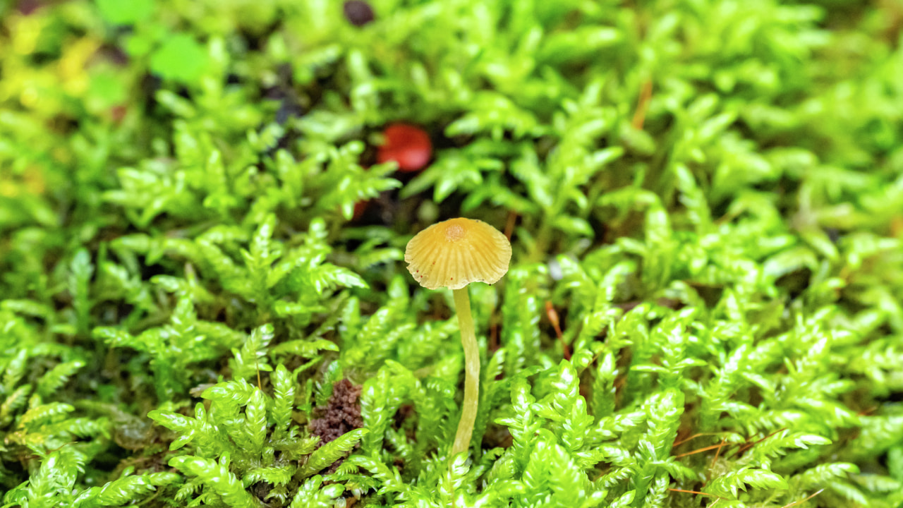 Хищные и сумчатые — что мы знаем о хабаровском грибном царстве (ФОТО)