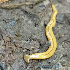 Новый вид червя-молота впервые обнаружили в лесу на Русском острове учёные 
