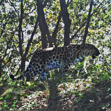 Многодетная самка леопарда Герда в Приморье впервые стала бабушкой