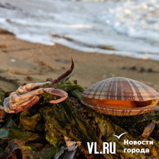 Мертвых моллюсков и крабов выбросило на пляж на Шаморе – к этому может быть причастна цветущая микроводоросль