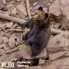 В приморском селе Дальний Кут отстрелили медведя на крыльце жилого дома