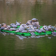 На озере с черепахами на Сафонова установят информационные таблички «Купаться запрещено»
