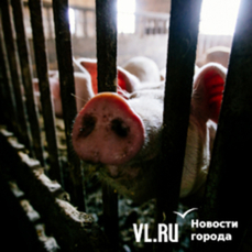 В подсобном хозяйстве фермера в Приморье нашли африканскую чуму свиней