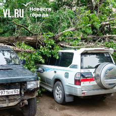 Ночью во Владивостоке дерево рухнуло на два внедорожника 