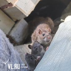Скверы и парки Владивостока обрабатывают от грызунов, владельцам питомцев рекомендуют внимательнее следить за животными