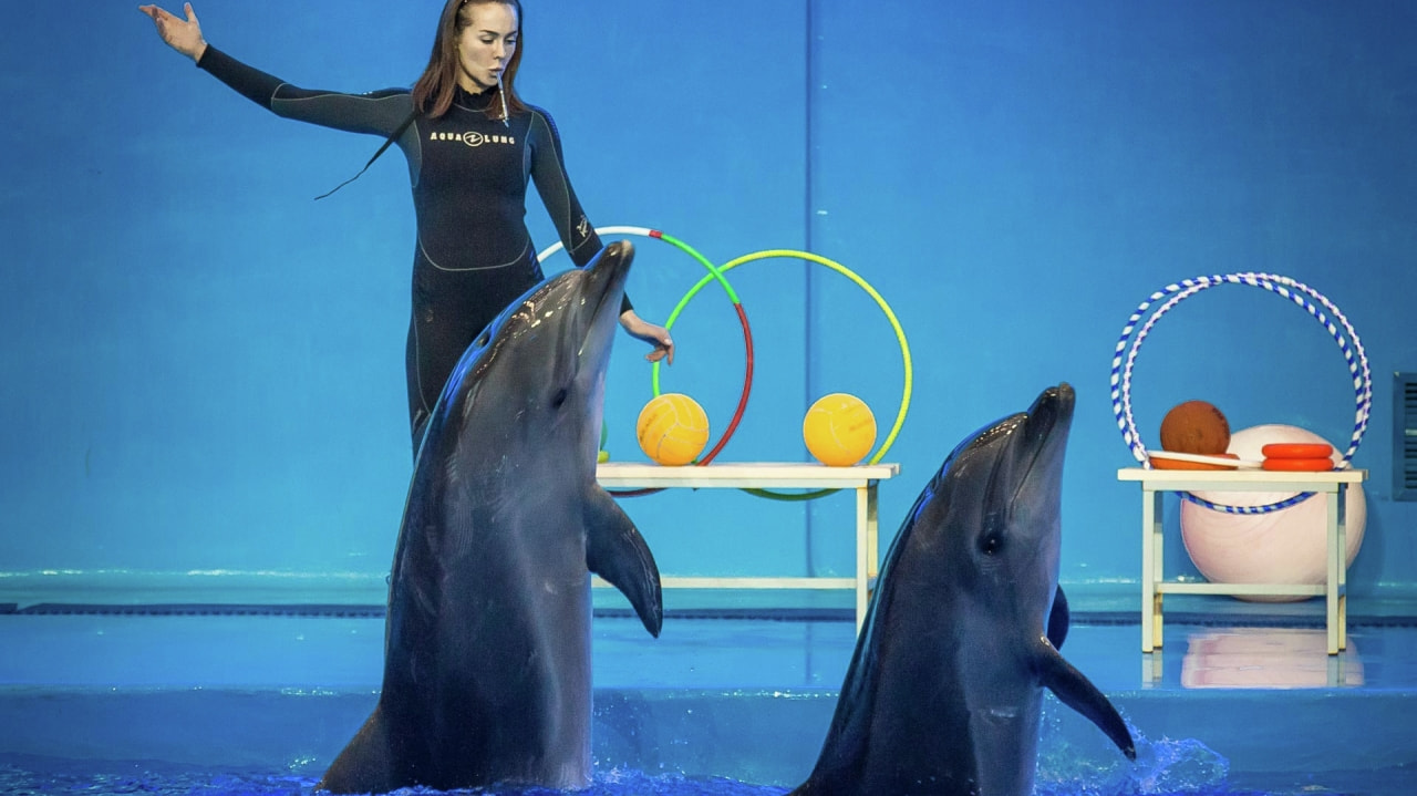 Всемирный день китов и дельфинов отметят в Приморском океанариуме