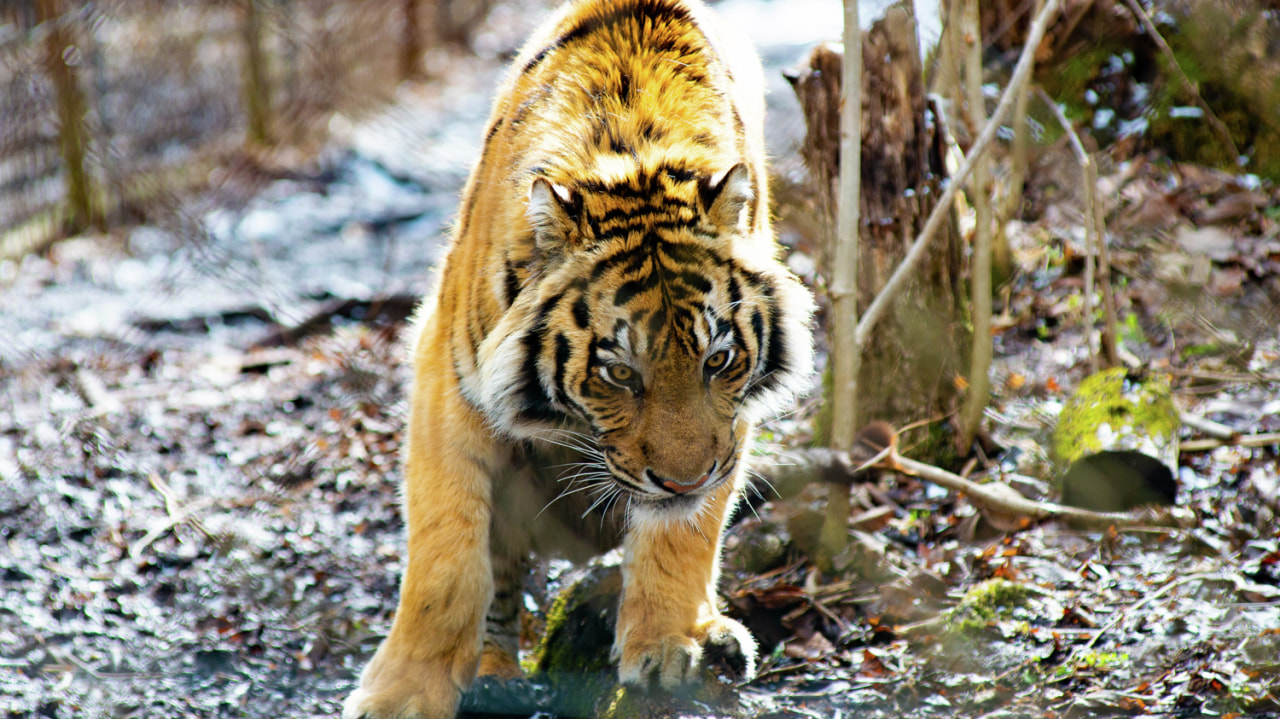 День тигра отметят в зоосаде «Приамурский»