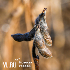 Поля с пшеницей, кукурузой и соей пострадали от дождей в Приморье