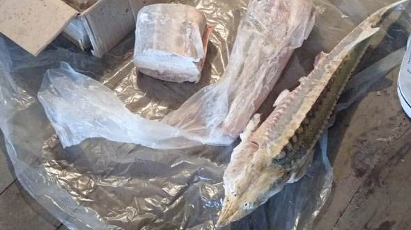 Житель Амурского района хранил в морозильной камере краснокнижную рыбу