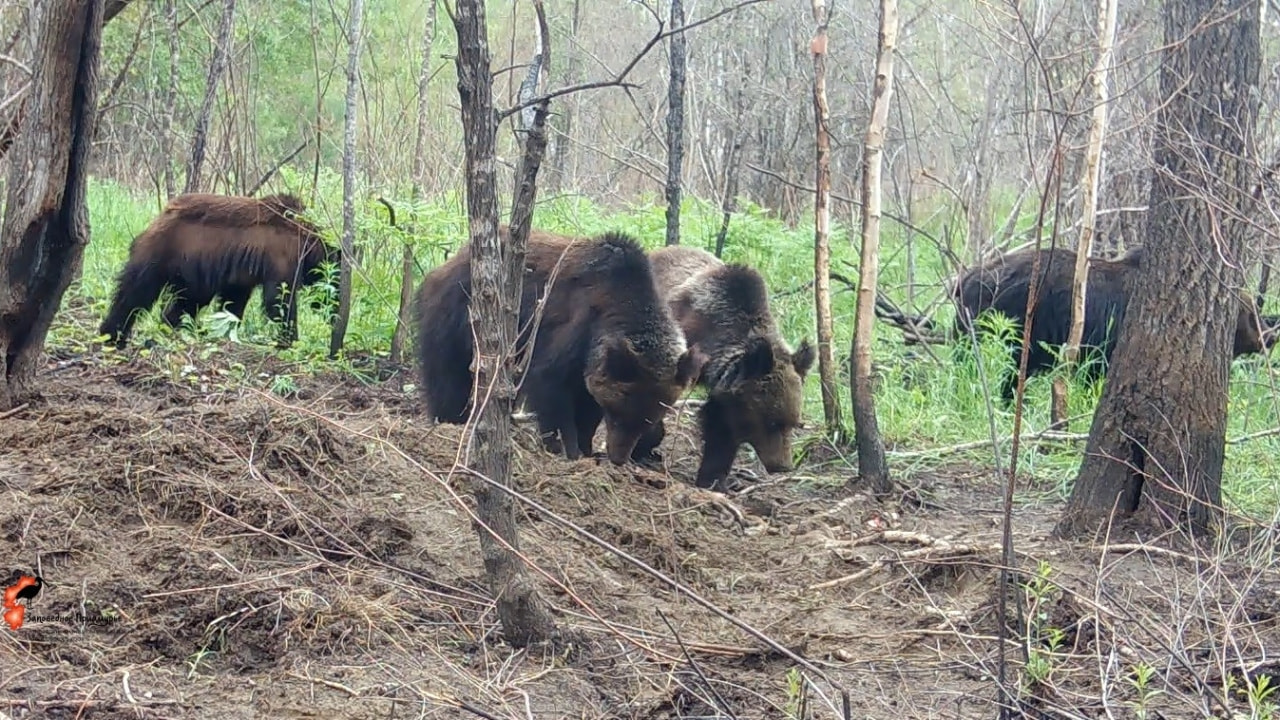 Как медведи отобрали добычу у тигра - расследовали сотрудники нацпарка (ФОТО)