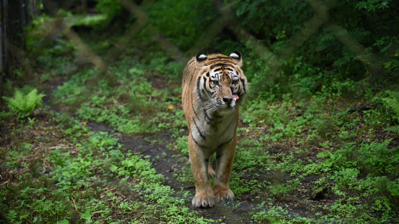 Самого знаменитого тигра поздравили с праздником хабаровчане (ФОТО)