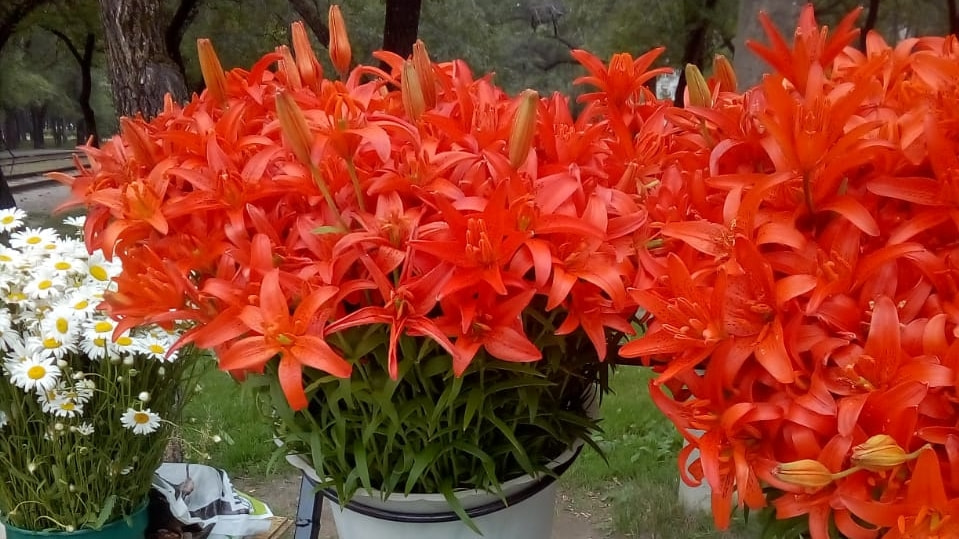 Исчезающие виды цветов открыто продают на рынках Хабаровска (ФОТО)